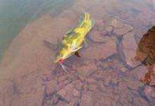 秋天野钓黄刺鱼，需要钓友们牢牢记住的一些钓法