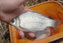 立冬之后，钓大鲫鱼时，需要钓友牢记在心的五字诀