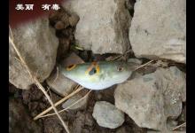 俗话说不吃河豚，不知鱼之鲜，这鱼该如何垂钓？