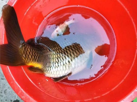 钓获野生大鲤鱼一条,水桶都装不下,有没有很羡慕?