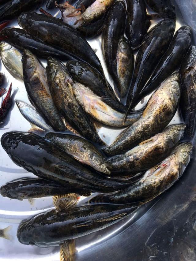 沙塘鳢的钓法与介绍,堪称水中小霸王