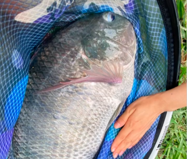 喜好荤腥类型的食物,因此垂钓罗非鱼是较为简单的,但想要钓获大罗非鱼