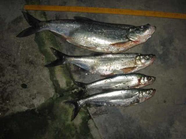 我国的五大水系皆有其存在,大致有七个品种:翘嘴红鲌,青梢红鲌