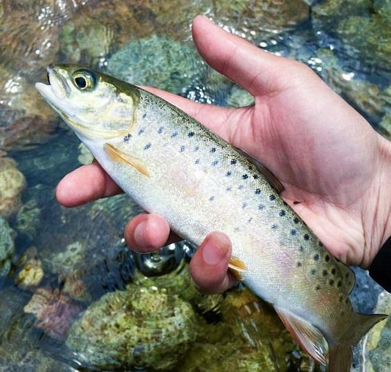 它被誉为冷水鱼王,是可路亚鱼种,300元1斤比刀鱼还鲜美,钓过吗