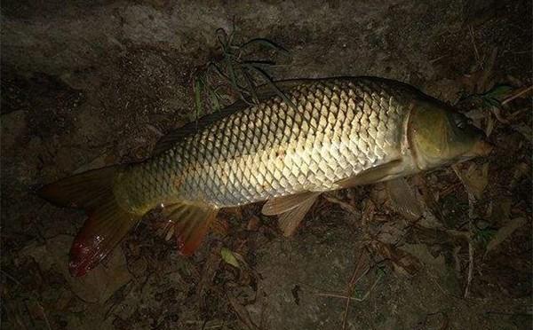夏季夜钓鲤鱼的3种靠谱方法
