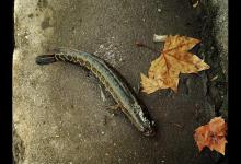 几种钓黑鱼的方法分享给大家，祝大家黑鱼爆护