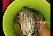 野塘钓鲫鱼却被土鲮鱼闹窝，半天钓了一大桶，足足11条，真过瘾