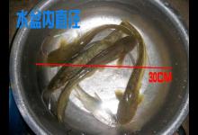 钓鲶鱼的两条重要经验，分享给各位钓友