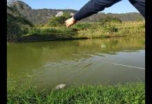 夏季野钓罗非鱼的4大技巧