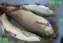 鲮鱼的分类及各种鲮鱼的具体垂钓技巧