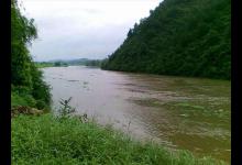 看似有点像黄辣丁，南方钓友俗称骨钉鱼