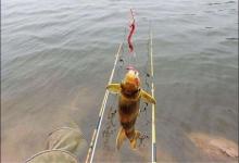 老钓友的私藏配方，春钓黄颡鱼很给力，低成本配出高效饵，别错过