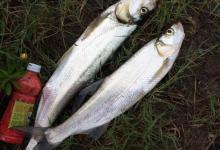 钓翘嘴用什么饵料比较好？解析台钓和路亚翘嘴