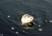 钓鲫鱼停口了怎么办？说一说我个人的经验