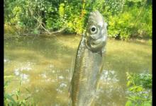 野钓时能钓到鱼就算成功，像我这样的渔获，是不是已经超越成功？