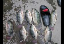 两广海南的钓鱼人，谈论钓罗非的技巧