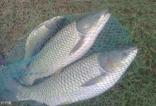 玉米粒搭配白菜，野钓草鱼很简单