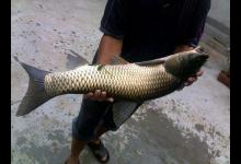 清明节前后钓草鱼，选对窝料是关键，老玉米加一物，专攻大草鱼