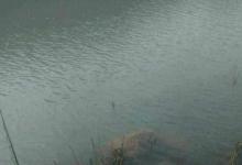 钓鱼还得看资源，出门半天就能钓七八斤，这种野生“肉鲤”很不错