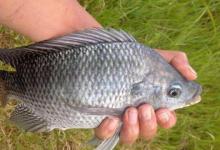 水库钓上观赏鱼，全身金黄很漂亮，求鉴定是什么鱼！