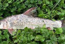 我们叫它“花骨鱼”，最近有点活跃，下竿就咬你们那有吗