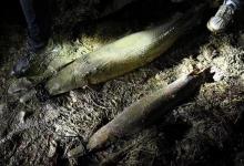 国内多地发现鳄雀鳝，全力围捕却遭质疑：一条鱼，犯得着这样吗？