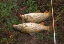 初夏鲤鱼进食强烈，不妨试试这款自制玉米饵料，垂钓鲤鱼有一套