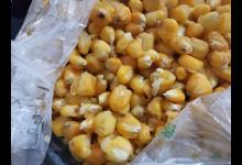 水库用玉米连续打窝，放假第一天便上大鱼，大家来看看这鱼有多大