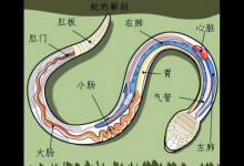 “见蛇不打三分罪，打若不死七分罪”，钓鱼遇到蛇一定要打死？