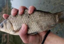 在老丈人家门口钓鱼，深水没口浅水连杆，刚立春鱼就靠边了？