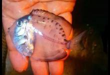 男子钓获一条“透明鱼”，查明身份之后才知道这鱼“大有来头”！