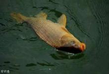 野钓鲤鱼，靠谱的两种调漂方法，鲤鱼连竿的秘密绝招