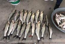 夏季手竿钓翘嘴，用这几个方法试试