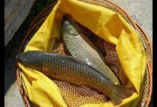 红薯钓鱼是骗局？方法不对，努力全废，这3点值得遵循