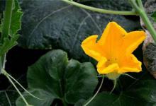 又到了钓草鱼的黄金季节，这2种天然饵料别错过，方便简单效果好