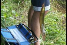 各位钓鱼人，除了钓鱼外，你钓过泥鳅吗，我钓的这些泥鳅怎么样