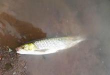 这种鱼体型不大力气却不小，钓着手感很不错，你们那有这种鱼吗？