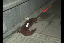 江西一女子垃圾桶发现“怪鱼”，长着脚还会爬，网友：还好你没碰