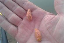 钓鱼时饵料搭配是关键，饵料不同功能不同，这些结构特性值得了解