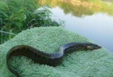 谁说刀鳅鱼长不大的，我钓这条怎么样，足足一斤半，得长多少年？