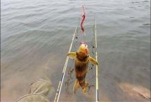 夏季夜钓黄颡鱼，只知道用猪肝？不妨再加点料，让你渔获翻倍！