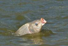 钓鱼高手总让你看鱼星，可你只会盯着水面发呆，鱼星究竟怎么看？