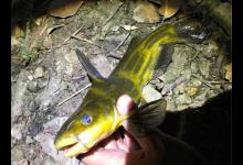 这种鱼老少皆宜，立秋后越发肥美，饵料中加点它，大大提高钓获率