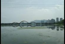 这种金黄色的鲫鱼，我们这儿叫它“黄金鲫”，你们那有吗