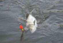 夏季水库钓鲢鳙，还是这招实用