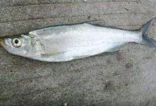 冬季怎么用路亚钓翘嘴？