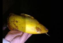 旧丝袜别着急扔，野钓黄颡鱼用的上，连杆爆护全靠它