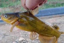 这些鱼既招人爱又招人恨，钓到了要当心，稍有不慎就会受到伤害！