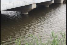 桥底浅滩处钓鱼，白条鲫鱼双飞连杆，唯独缺了大鱼来捧场