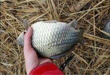 钓了条肥肥的鱼，可它竟是绿色的，这样的鱼第一次见，求钓友鉴定